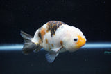 Milk Cow Ranchu  Calico 4 Inch (ID#1015R10c-64) Free2Day SHIPPING