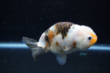 Milk Cow Ranchu  Calico 4 Inch (ID#1015R10c-64) Free2Day SHIPPING