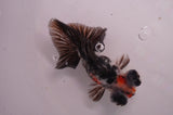 Butterfly  Calico 3.5 Inch (ID#408B8b-32) Free2Day SHIPPING