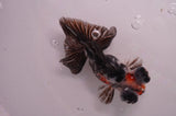 Butterfly  Calico 3.5 Inch (ID#408B8b-32) Free2Day SHIPPING
