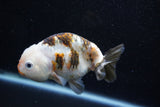 Milk Cow Ranchu  Calico 4 Inch (ID#1015R10c-64) Free2Day SHIPPING