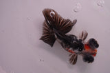 Butterfly  Calico 3.5 Inch (ID#408B8b-32) Free2Day SHIPPING