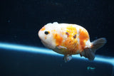 Milk Cow Ranchu  Calico 3.5 Inch (ID#1015R10c-65) Free2Day SHIPPING