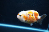 Milk Cow Ranchu  Calico 3.5 Inch (ID#1015R10c-65) Free2Day SHIPPING