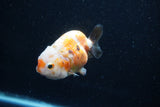 Milk Cow Ranchu  Calico 3.5 Inch (ID#1015R10c-65) Free2Day SHIPPING