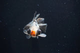 Butterfly  Calico 3.5 Inch (ID#408B8b-33) Free2Day SHIPPING