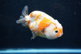 Milk Cow Ranchu  Calico 3.5 Inch (ID#1015R10c-65) Free2Day SHIPPING