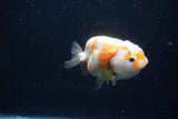 Milk Cow Ranchu  Calico 3.5 Inch (ID#1015R10c-65) Free2Day SHIPPING