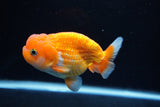 Juvenile Lionchu  Red White 4 Inch (ID#1213R11b-11) Free2Day SHIPPING