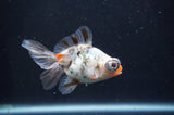 Butterfly  Calico 3.5 Inch (ID#408B8b-33) Free2Day SHIPPING