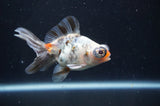 Butterfly  Calico 3.5 Inch (ID#408B8b-33) Free2Day SHIPPING