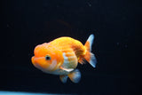 Juvenile Lionchu  Red White 4 Inch (ID#1213R11b-11) Free2Day SHIPPING