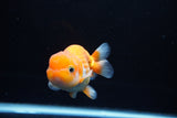 Juvenile Lionchu  Red White 4 Inch (ID#1213R11b-11) Free2Day SHIPPING