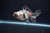 Butterfly  Calico 3.5 Inch (ID#408B8b-33) Free2Day SHIPPING