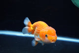 Juvenile Lionchu  Red White 4 Inch (ID#1213R11b-11) Free2Day SHIPPING