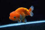 Juvenile Lionchu  Red White 4 Inch (ID#1213R11b-11) Free2Day SHIPPING