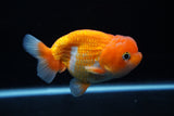 Juvenile Lionchu  Red White 4 Inch (ID#1213R11b-11) Free2Day SHIPPING