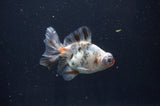 Butterfly  Calico 3.5 Inch (ID#408B8b-33) Free2Day SHIPPING