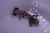 Butterfly  Calico 3.5 Inch (ID#408B8b-33) Free2Day SHIPPING