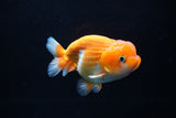 Juvenile Lionchu  Red White 4 Inch (ID#1213R11b-11) Free2Day SHIPPING