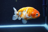 Ranchu  Calico 3.5 Inch (ID#927R5c-75) Free2Day SHIPPING