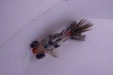 Butterfly  Calico 3.5 Inch (ID#408B8b-33) Free2Day SHIPPING