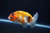 Ranchu  Calico 3.5 Inch (ID#927R5c-75) Free2Day SHIPPING