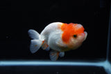 Juvenile Lionchu  Red White 3.5 Inch (ID#1213R11b-12) Free2Day SHIPPING