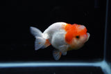 Juvenile Lionchu  Red White 3.5 Inch (ID#1213R11b-12) Free2Day SHIPPING