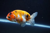 Ranchu  Calico 3.5 Inch (ID#927R5c-75) Free2Day SHIPPING