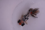 Butterfly  Calico 3.5 Inch (ID#408B8b-33) Free2Day SHIPPING