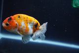 Ranchu  Calico 3.5 Inch (ID#927R5c-75) Free2Day SHIPPING