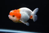 Juvenile Lionchu  Red White 3.5 Inch (ID#1213R11b-12) Free2Day SHIPPING