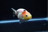 Juvenile Ranchu  Calico 3.5 Inch (ID#1129R9b-61) Free2Day SHIPPING