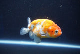 Ranchu  Calico 3.5 Inch (ID#927R5c-75) Free2Day SHIPPING