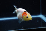 Juvenile Ranchu  Calico 3.5 Inch (ID#1129R9b-61) Free2Day SHIPPING