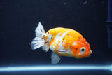 Ranchu  Calico 3.5 Inch (ID#927R5c-75) Free2Day SHIPPING