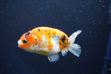 Ranchu  Calico 3.5 Inch (ID#927R5c-75) Free2Day SHIPPING