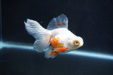 Butterfly  Red White 3.5 Inch (ID#404B8b-40) Free2Day SHIPPING