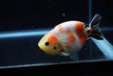 Juvenile Ranchu  Calico 3.5 Inch (ID#1129R9b-61) Free2Day SHIPPING