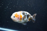 Milk Cow Ranchu  Calico 4 Inch (ID#1015R10c-67) Free2Day SHIPPING