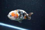 Milk Cow Ranchu  Calico 4 Inch (ID#1015R10c-67) Free2Day SHIPPING