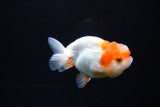 Juvenile Lionchu  Red White 3.5 Inch (ID#1213R11b-12) Free2Day SHIPPING