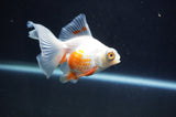 Butterfly  Red White 3.5 Inch (ID#404B8b-40) Free2Day SHIPPING