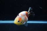 Juvenile Ranchu  Calico 3.5 Inch (ID#1129R9b-61) Free2Day SHIPPING