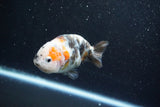 Milk Cow Ranchu  Calico 4 Inch (ID#1015R10c-67) Free2Day SHIPPING