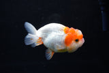 Juvenile Lionchu  Red White 3.5 Inch (ID#1213R11b-12) Free2Day SHIPPING