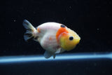 Juvenile Ranchu  Calico 3.5 Inch (ID#1129R9b-61) Free2Day SHIPPING