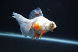 Butterfly  Red White 3.5 Inch (ID#404B8b-40) Free2Day SHIPPING