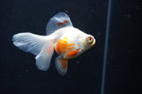 Butterfly  Red White 3.5 Inch (ID#404B8b-40) Free2Day SHIPPING